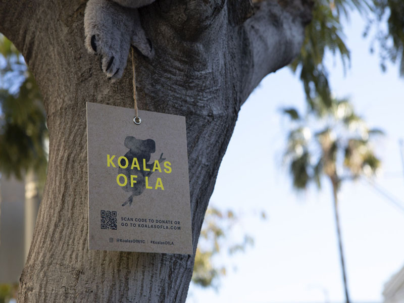 Koalas of NYC - Janie Fitzgerald